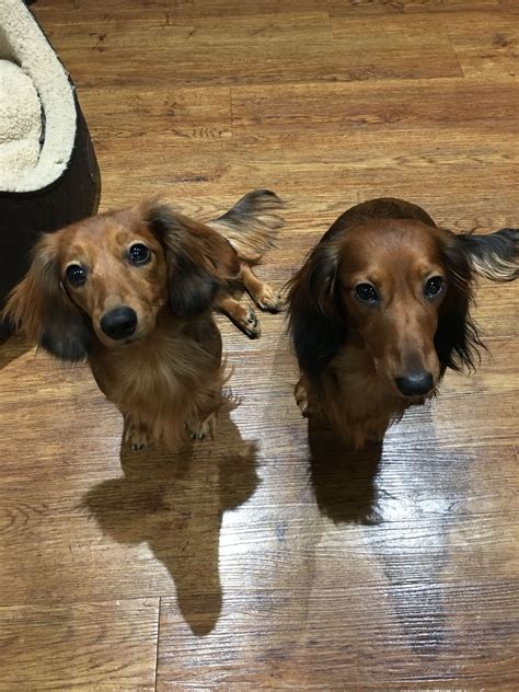 77 Red Long Haired Mini Dachshund Puppies Image Bleumoonproductions