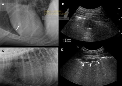 Pulmonary Metastases In Two Dogs Small Animal Ultrasonography