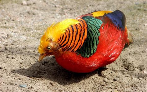 Golden Pheasant Bird Colorful Gold 20 Wallpapers Hd Desktop And