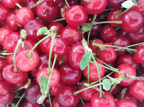 I Harvested The Sour Morello Cherries Before The Birds Got To Them Rgardening