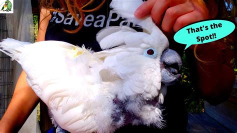 How To Help Your Parrot With Pin Feathers So Satisfying To Watch