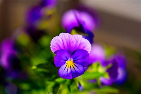 Purple Petaled Flower In Closeup Photography Hd Wallpaper Wallpaper Flare