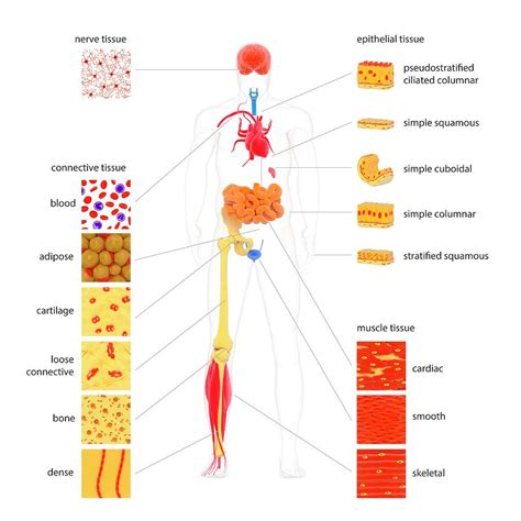 Human Body Tissue Types 1 Photograph By Science Photo Library Pixels