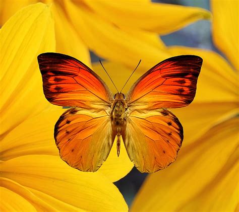 Orange Butterfly Flowers Hd Wallpaper Pxfuel