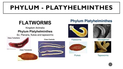 Solution Phylum Platyhelminthes Studypool
