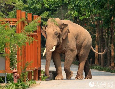 Stories Of Wild Asian Elephants In SW Chinas Yunnan People S Daily