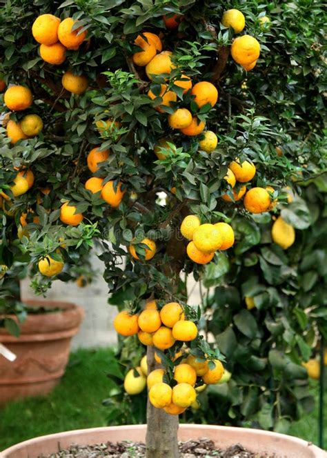 Citrus Tangerine Tree In The Pot Stock Image Image Of Fruit