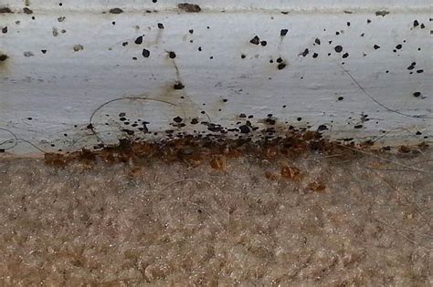 How Long Do Bed Bugs Live In Carpet Carpet Vidalondon