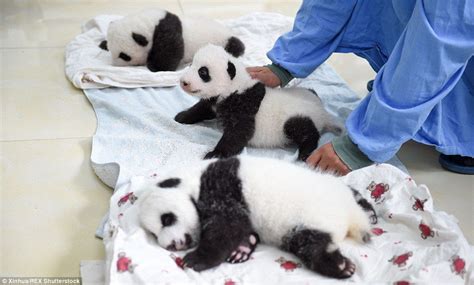 Un Bear Ably Cute Giant Panda Cubs Make Their Debut At