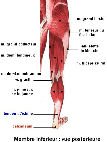 Anatomie 472 Hot Sex Picture