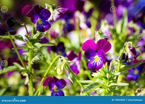 Flower Viola In The Summer Garden Stock Image Image Of Flora Flower