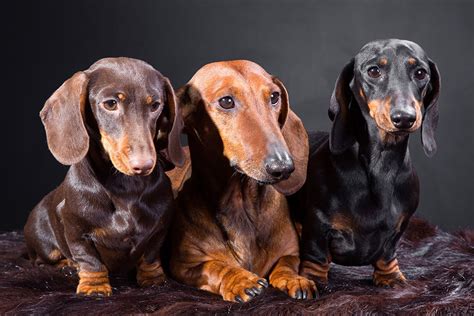 20 Cool Facts To Learn About Dachshunds