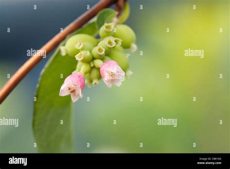 Pink Flower Of The Snowberry Symphoricarpos Shrub Stock Photo Alamy