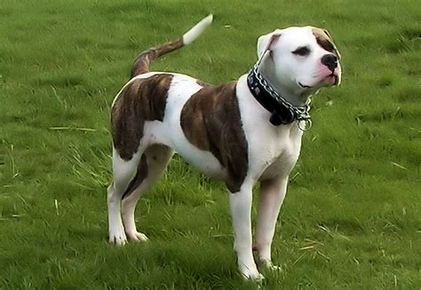 This is the american bulldog, a breed that almost literally came back from the dead to become widely popular as both a working dog and a family pet. Scott American Bulldogs started out life as the typical ...