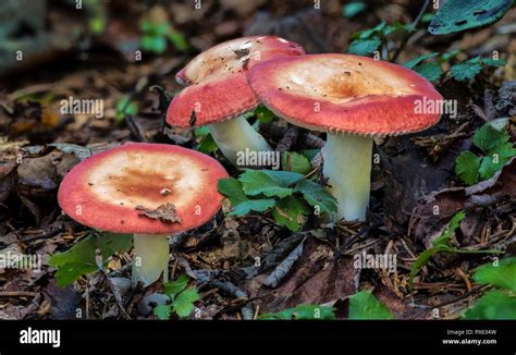 Three Russula Mushrooms Growing On Forest Floor In West Virginia
