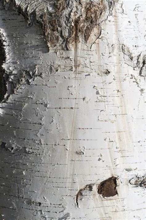 Texture Of Natural Birch Bark White Birch Tree With Black Stripes And