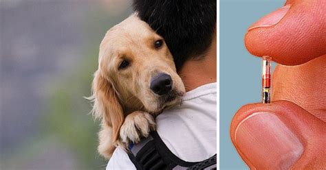 Calidad reserva segura vía web excelente servicio. 12 mil perros perdidos vuelven a casa gracias a registro con Chip en Madrid - Perro Contento
