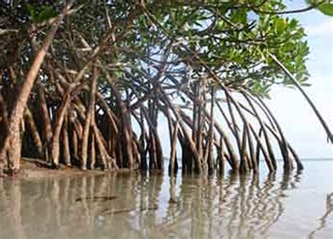 luar biasa pohon bakau tumbuh di daerah lengkap siaran app