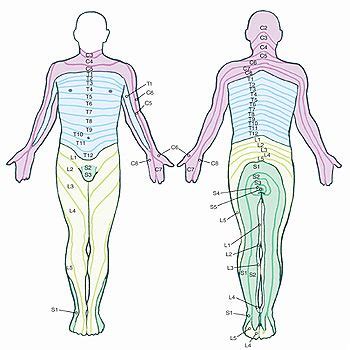 The latissimus dorsi originates from the nerve supply: 17 best images about Spinal Cord on Pinterest | Muscle ...