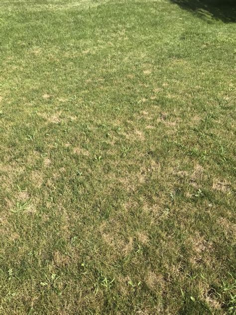 What Is Causing Bumps In My Lawn