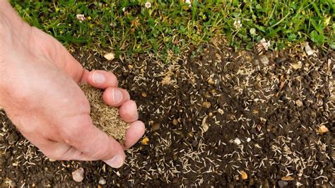 Planting Grass Seed In Fall Aspects You Must Know To Plant