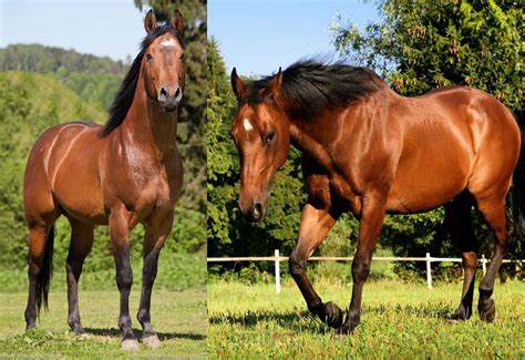 Find The Most Strongest Horses Breed In The World Ever