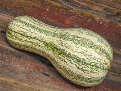 Farm tested products · exclusive varieties · gardening guides Green Striped Cushaw Squash | Baker Creek Heirloom Seeds