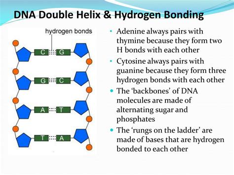 Ppt Dna Structure Powerpoint Presentation Free Download Id2118226