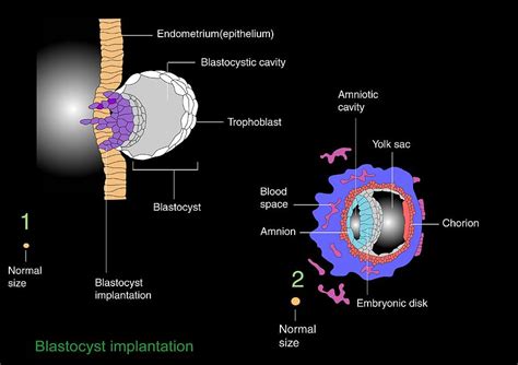 Blastocyst Implantation Diagram Photograph By Francis Leroy Biocosmos