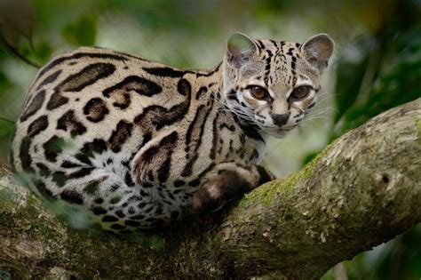 Smallest Wild Cat In The World