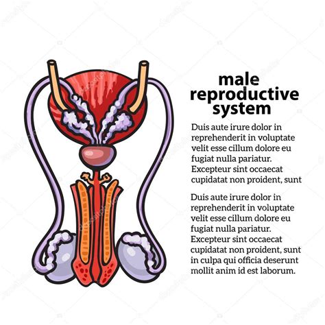 Sistema Reproductor Masculino Vector Gráfico Vectorial © Sabelskaya