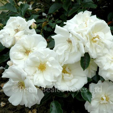 White Flower Carpet Modern Standard Peter Beales Roses The World