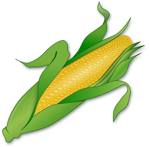 Sweet Corn Drawing Free Image Download
