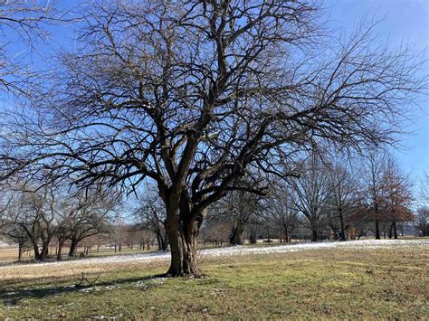 Osage Orange One Of My Favorite Trees Stuttgart Daily Leader