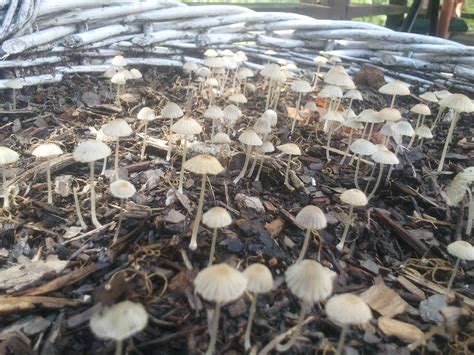 Identification Help Mushroom Hunting And Identification