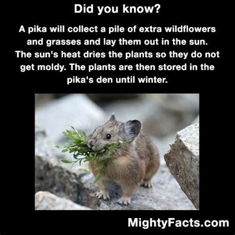 Pika Animal Facts Funny Animals Funny Animal Pictures