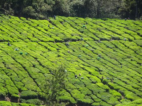 For two days you can have many places to visit in munnar and you can continue towards thekkady. Come Visit the Beauty of Munnar and Thekkady, Kerela ...
