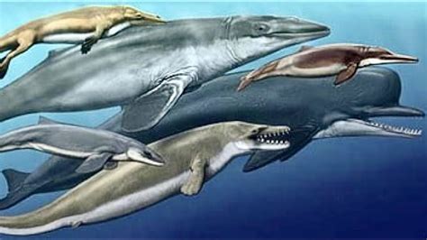 How Whales Evolved From Prehistoric Wolves Full Documentary Youtube