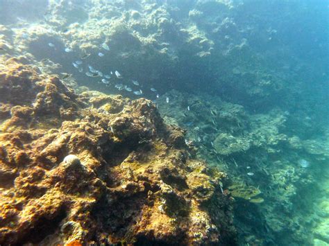 Relentless Financial Improvement Scuba Diving In Okinawa