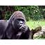 What Gorilla Poop Tells Us About Evolution And Human Health – BioNews 
