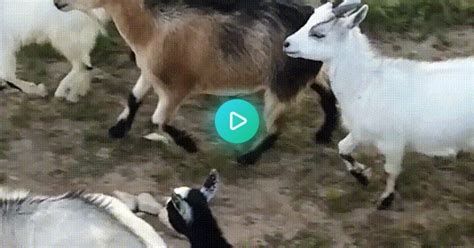 Slow Motion Goats  On Imgur