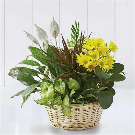 Online Live Plant Delivery Usa Send Potted Plants