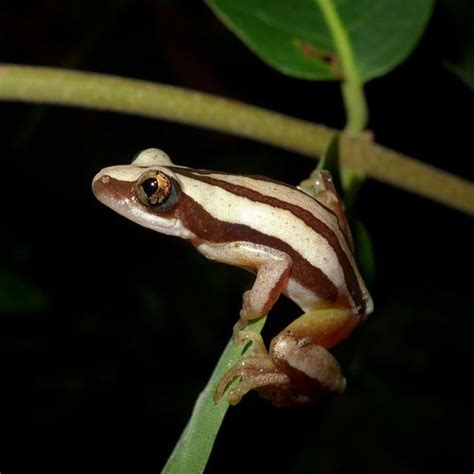 De Wittes Spiny Reed Frog Afrixalus Wittei · Inaturalist