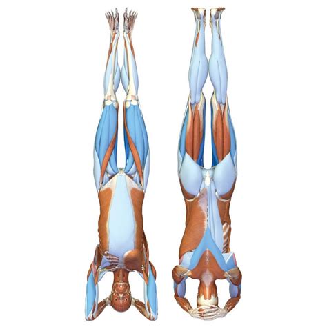 One should practice the sirsasana technique properly to get the maximum benefits of sirsasana or headstand pose. Anatomy Ofsirsasana Pose / Janu Sirsasana Head To Knee ...