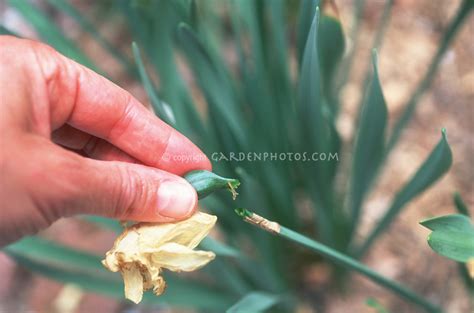 (click here to browse 70 topics on my main site ranging from exotic kaleidoscope designs to the strange world of lucid dreaming.) Deadheading faded daffodil flower | Plant & Flower Stock ...