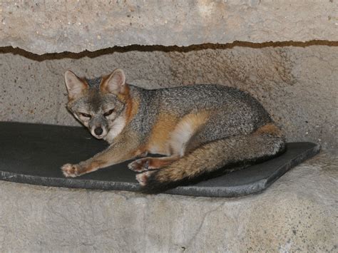 The Online Zoo Gray Fox