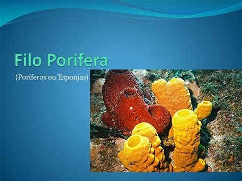 Indique As Características Que Tornam Os Organismos Do Filo Porifera