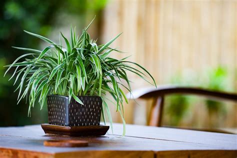 You can make them stay alive in low light for a period of time by watering them very sparsely (they have tuberous roots that store water, so. Indoor Plants for Low Light | HGTV