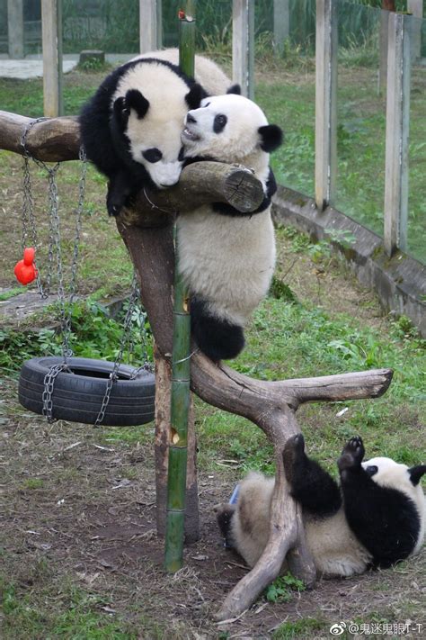Cute Wild Animals Cute Little Animals Giant Pandas Panda Bears