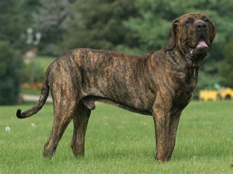 Brasileiro m (feminine singular brasileira, masculine plural brasileiros, feminine plural brasileiras). Photo chien Fila brasileiro - 1250 - Wamiz